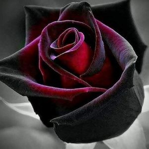 Meet your Posher, Debra